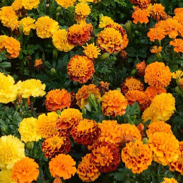 French Dwarf Marigold Mixed Colour Seeds