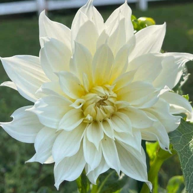 White Dahlia Flowering Live Plant