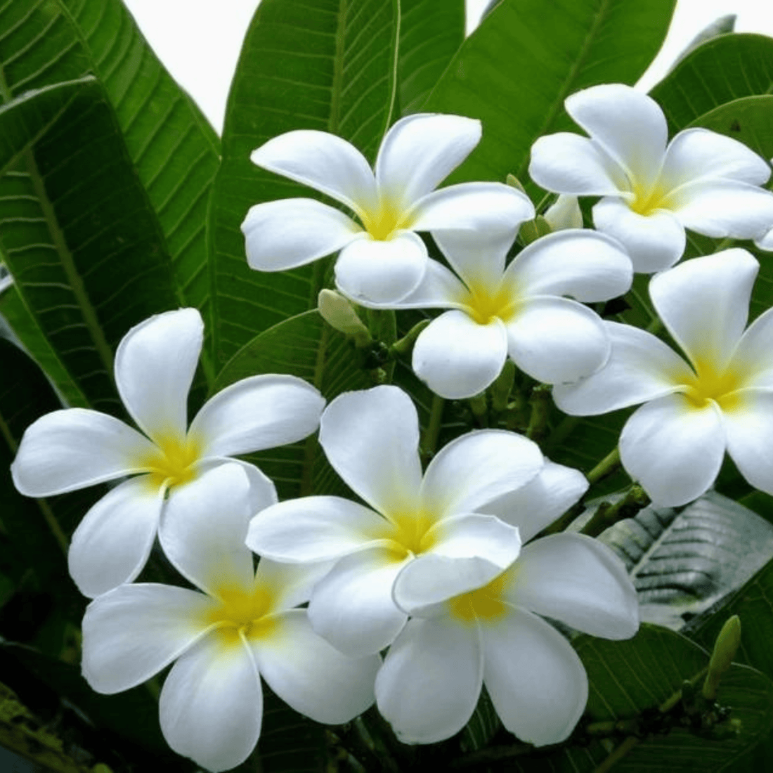 White Frangipani (Plumeria alba) Flowering Live Plant
