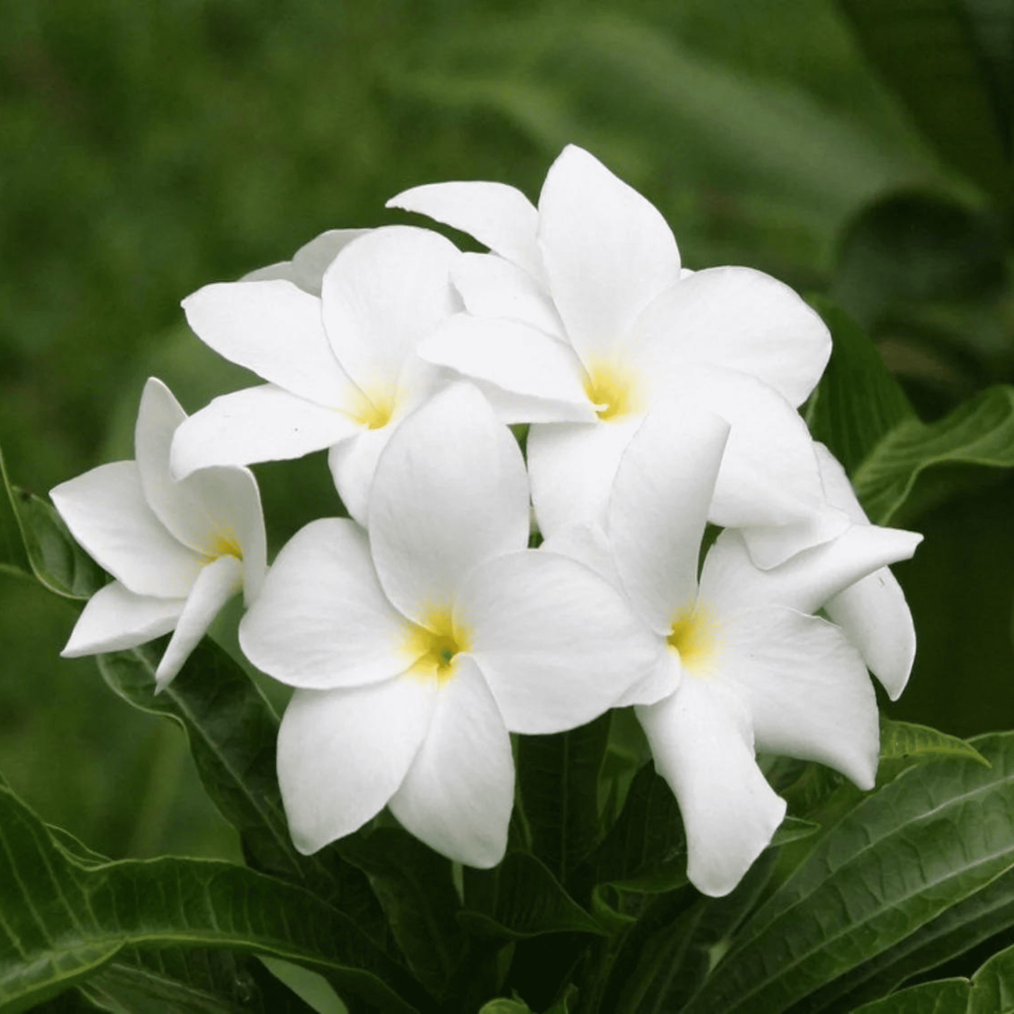 White Frangipani (Plumeria alba) Flowering Live Plant