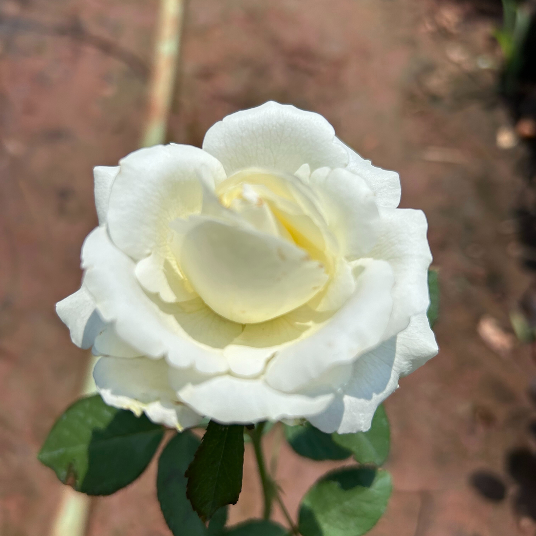 White Grandiflora Rose Grafted Flowering Live Plant