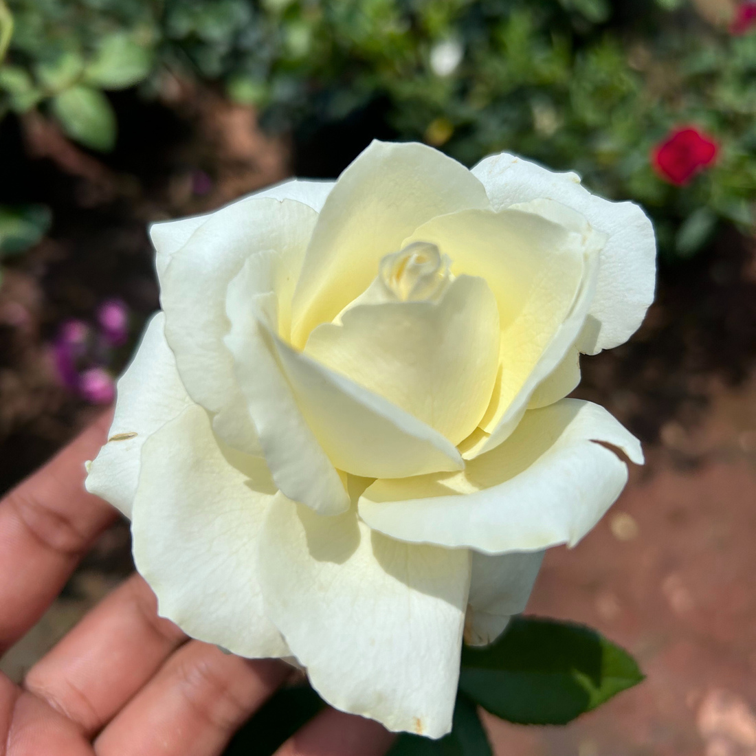White Grandiflora Rose Grafted Flowering Live Plant