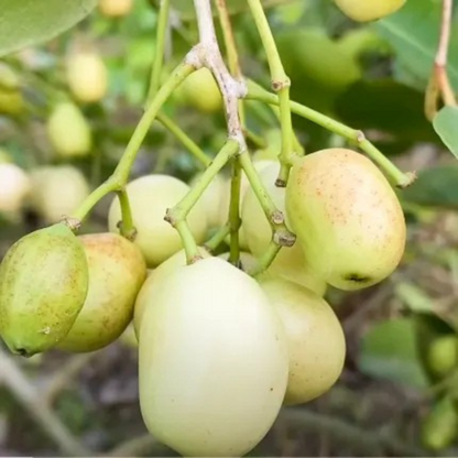 White Jamun (Syzygium cumini) Fruit Live Plant