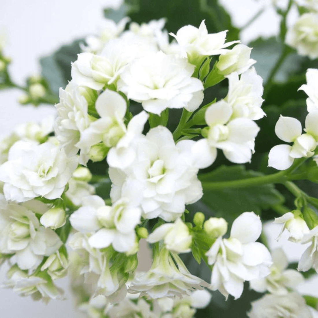 White Kalanchoe (Blossfeldiana) All Time Flowering Live Plant