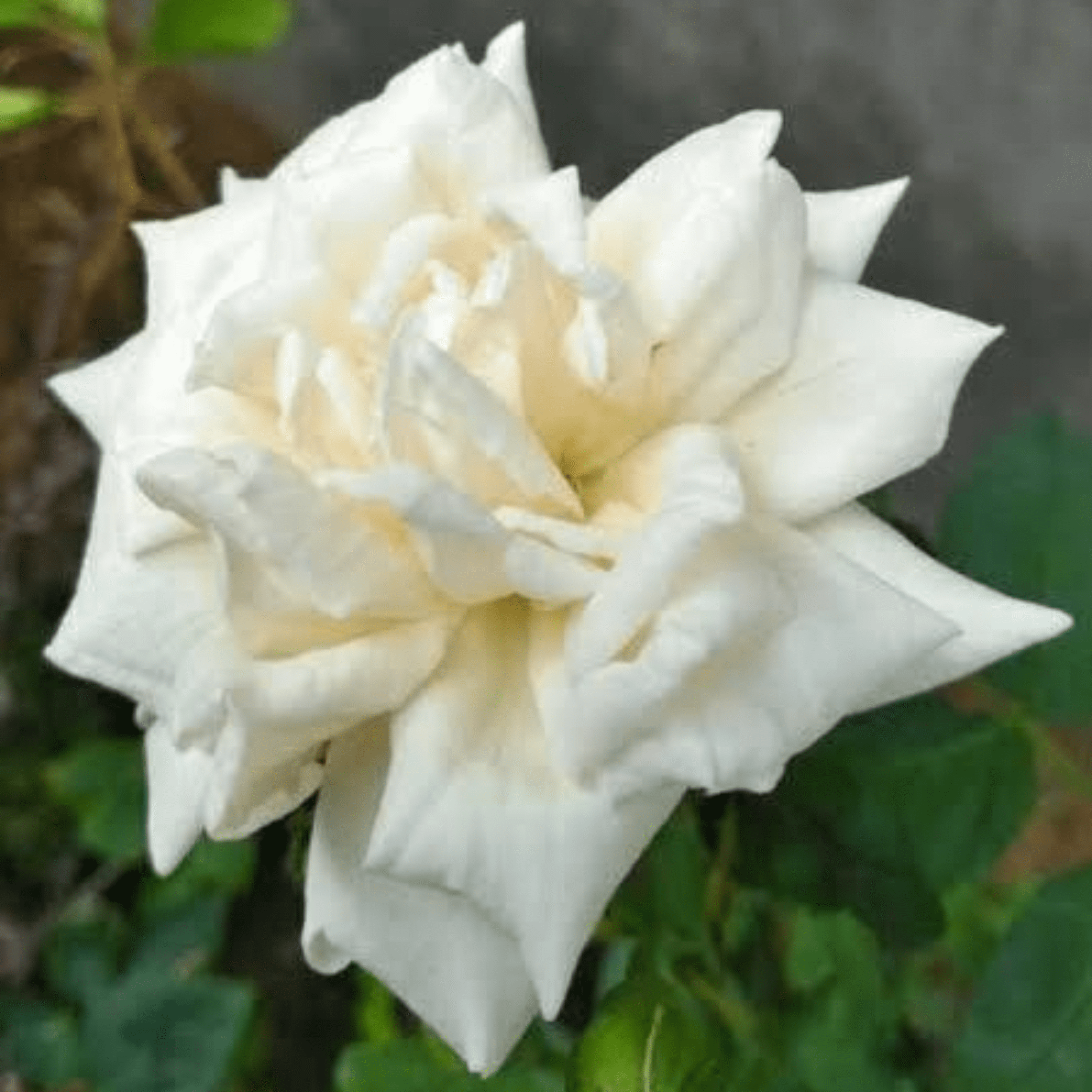White Nadan Rose Live Plant