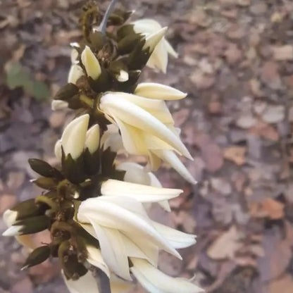 White Palash (Butea Monosperma) All Time Flowering Layered Live Plant