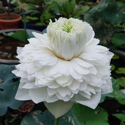 White Peony Lotus Tuber