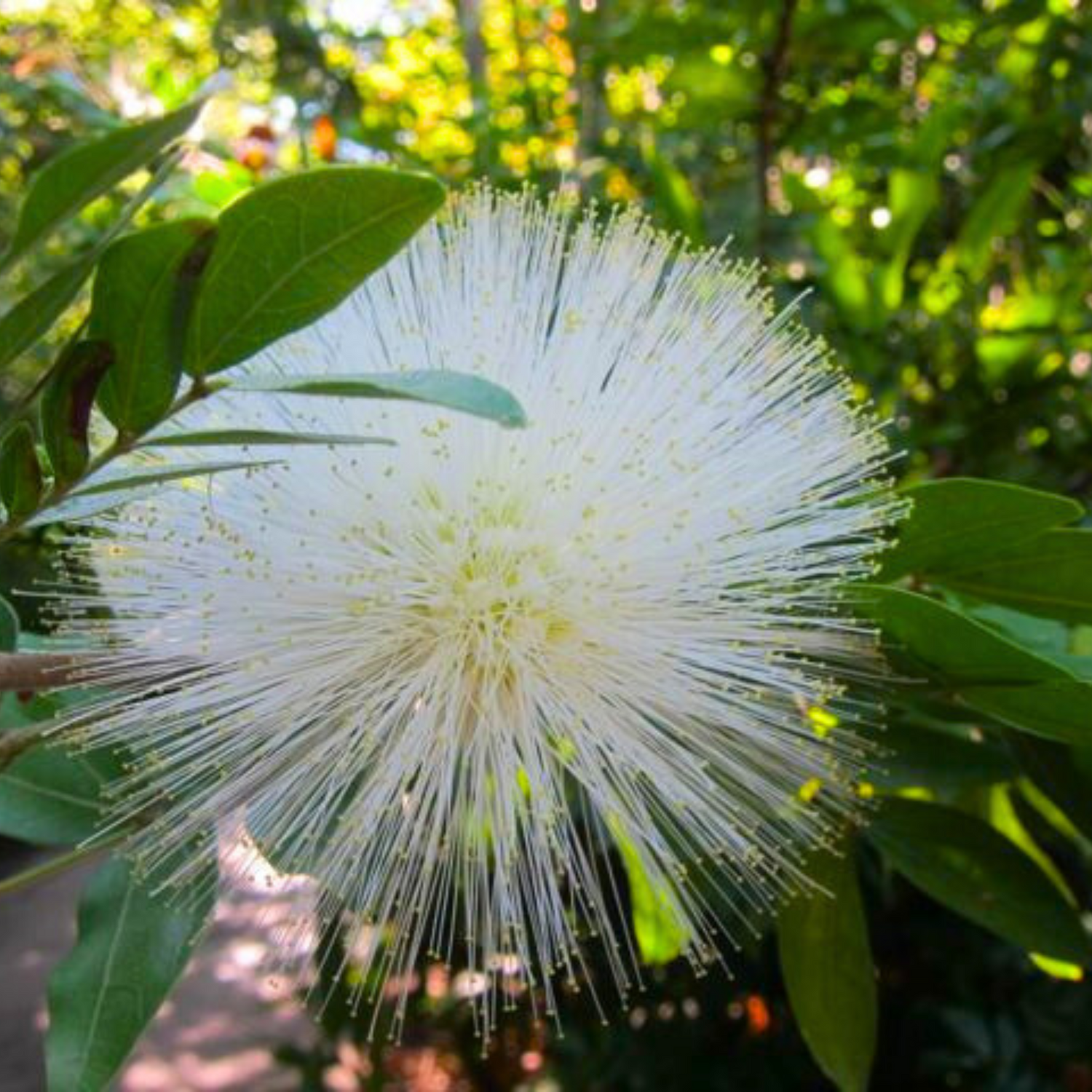 White Powder Puff (Calliandra haematocephylla alba) Rare Flowering Live Plant