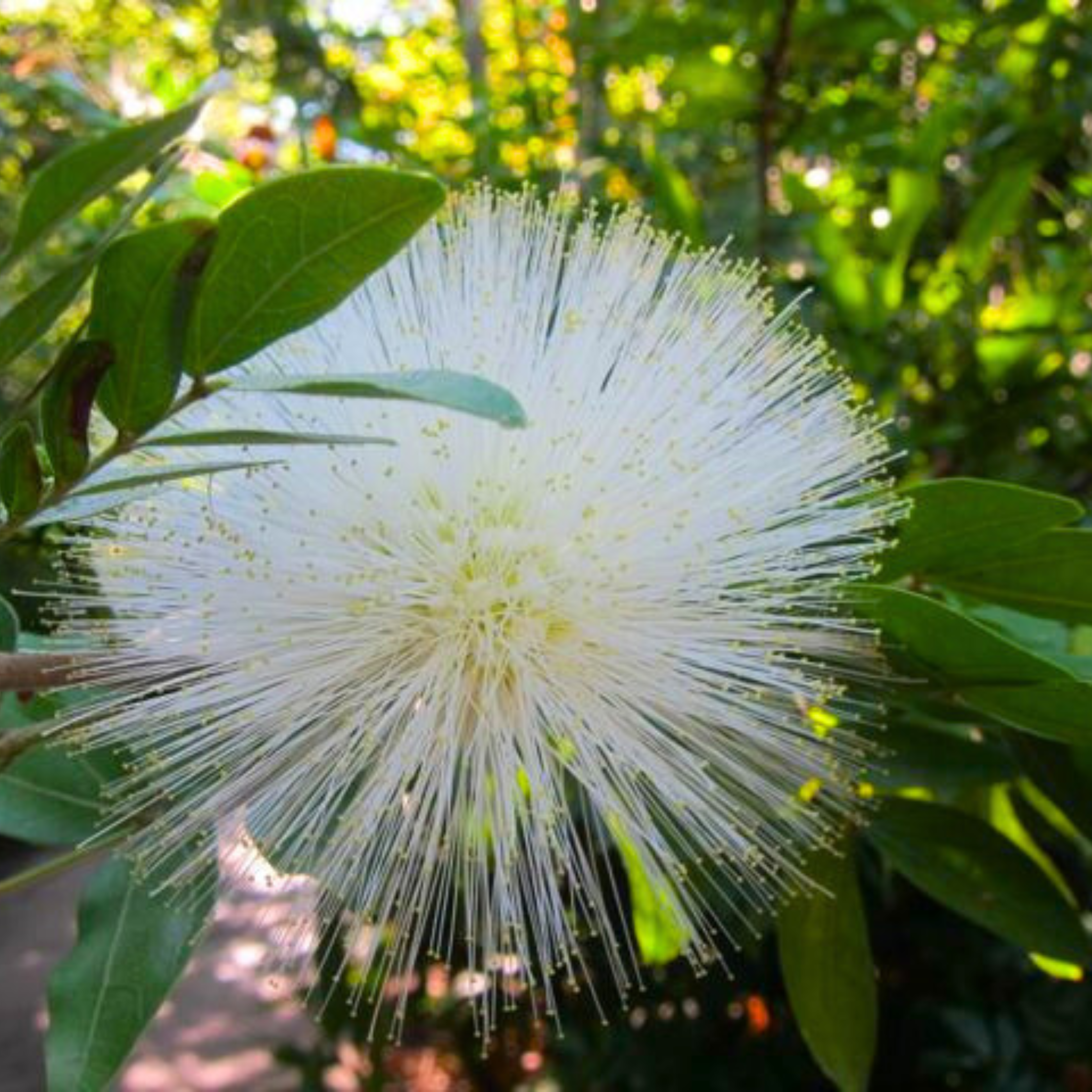 White Powder Puff (Calliandra haematocephylla alba) Rare Flowering Live Plant