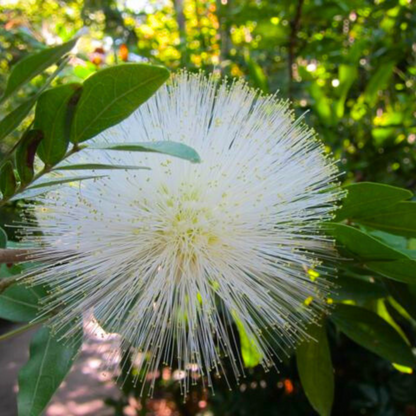 White Powder Puff (Calliandra haematocephylla alba) Rare Flowering Live Plant