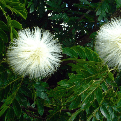 White Powder Puff (Calliandra haematocephylla alba) Rare Flowering Live Plant