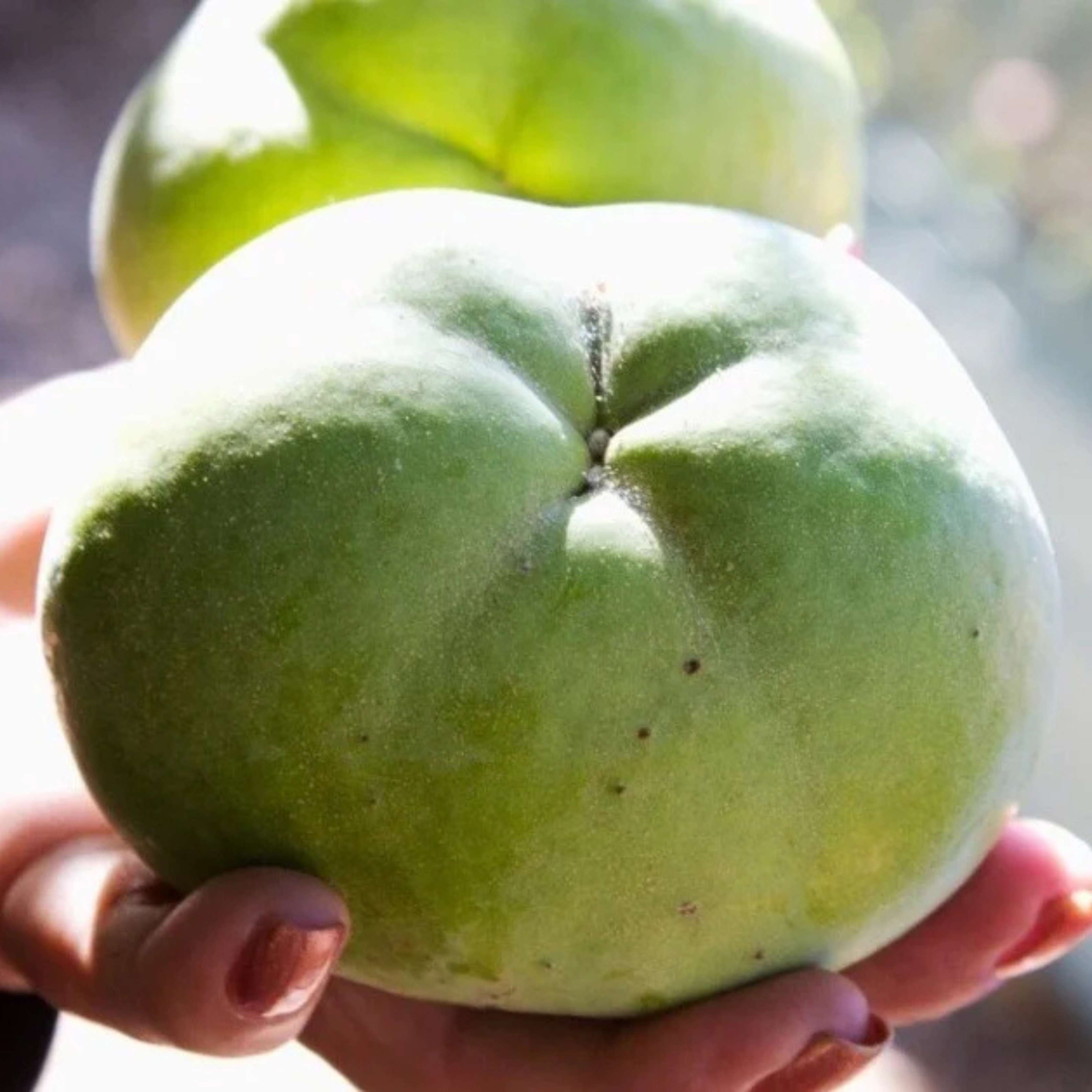 White Sapote (Casimiroa Edulis) Fruit Live Plant