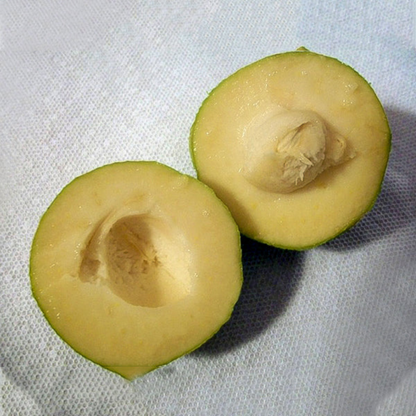 White Sapote (Casimiroa Edulis) Fruit Live Plant