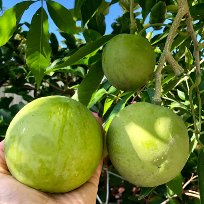 White Sapote (Casimiroa Edulis) Fruit Live Plant