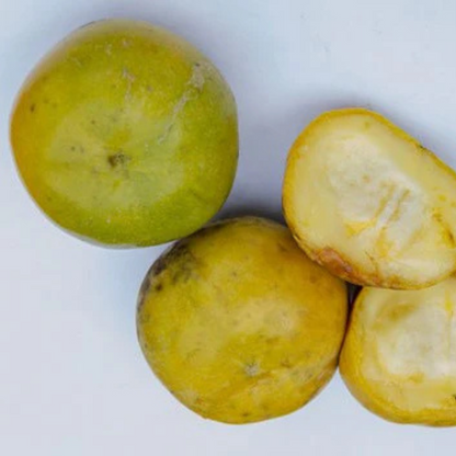 White Sapote (Casimiroa Edulis) Fruit Live Plant