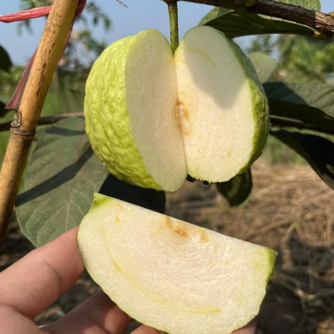 White Seedless Guava Live Plant