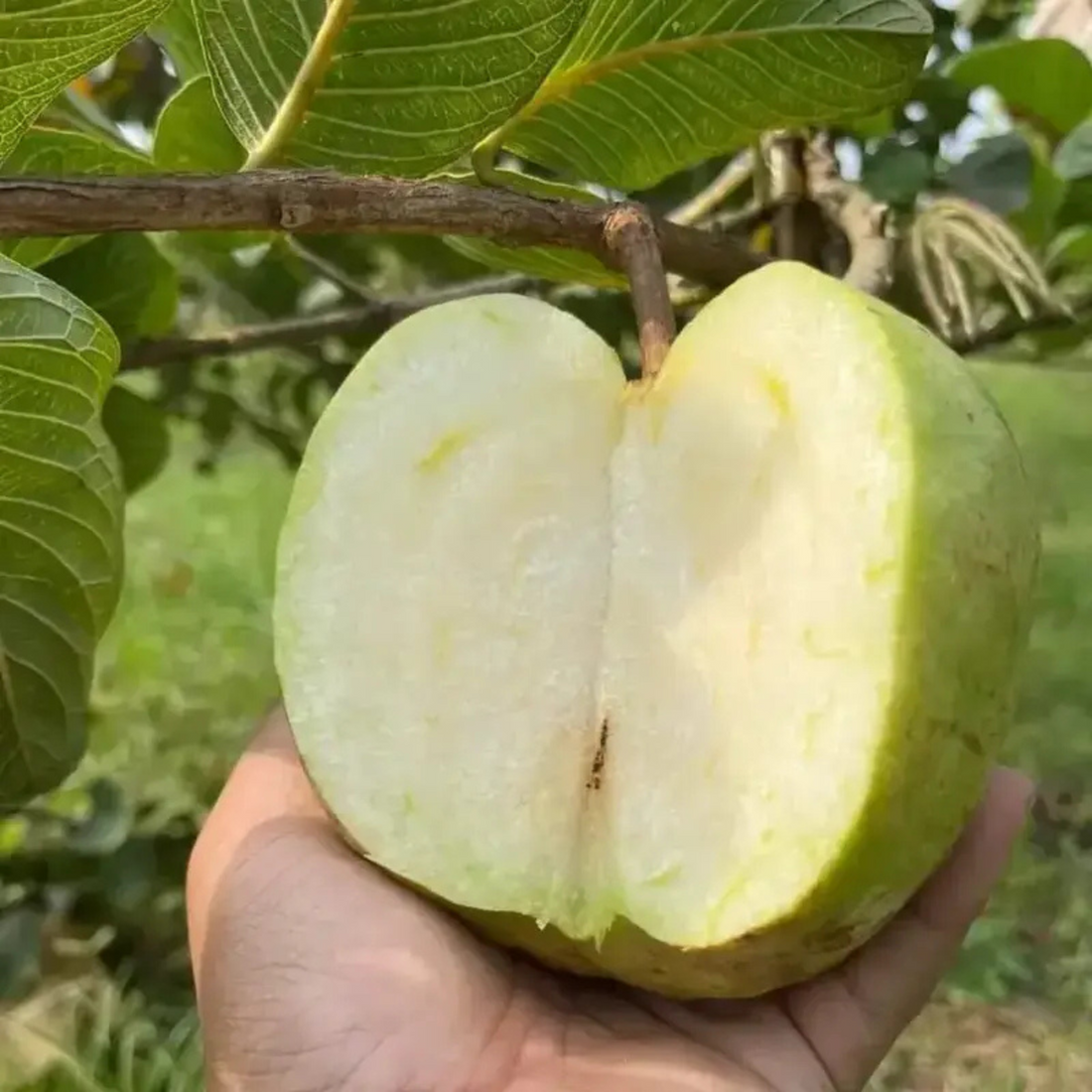 White Seedless Guava Live Plant