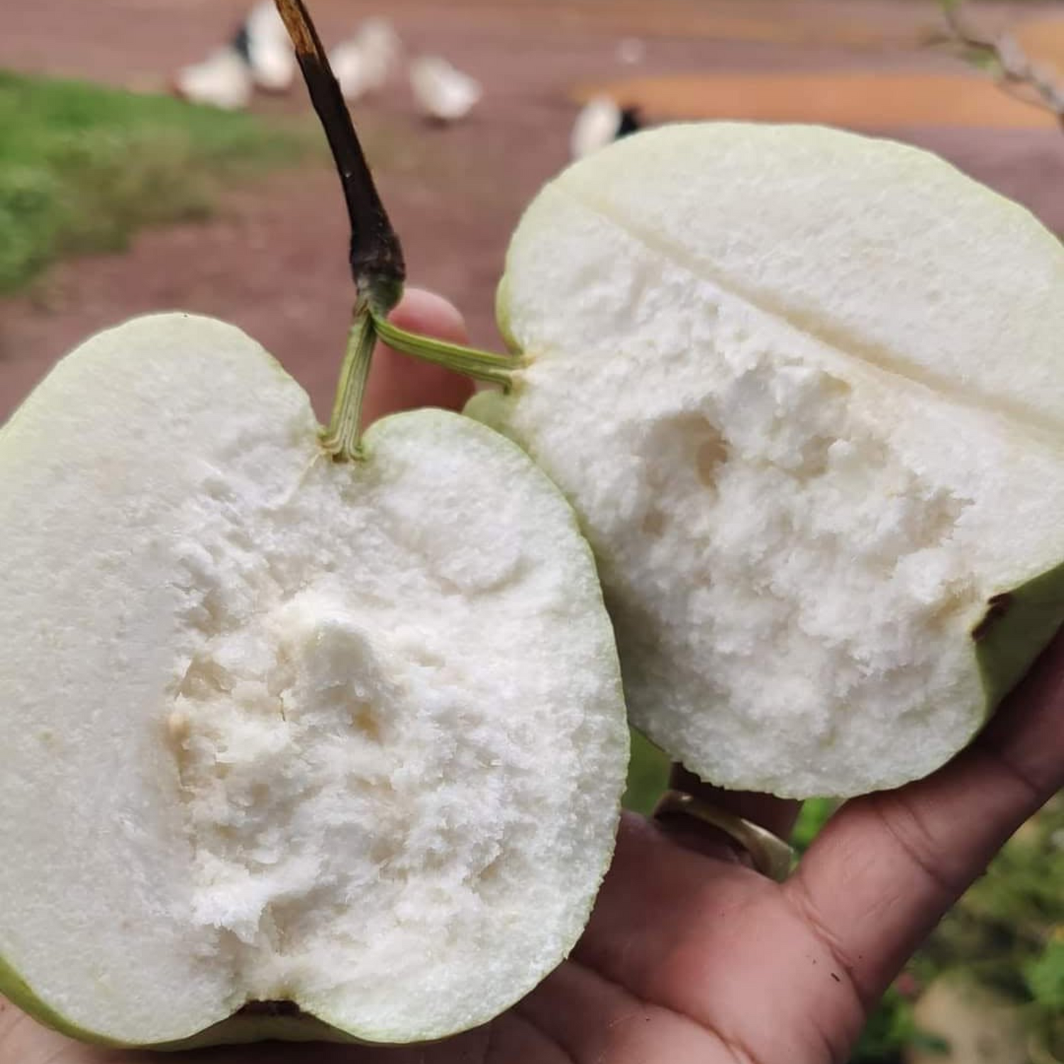 White Seedless Guava Live Plant