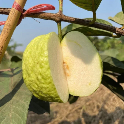 White Seedless Guava Live Plant