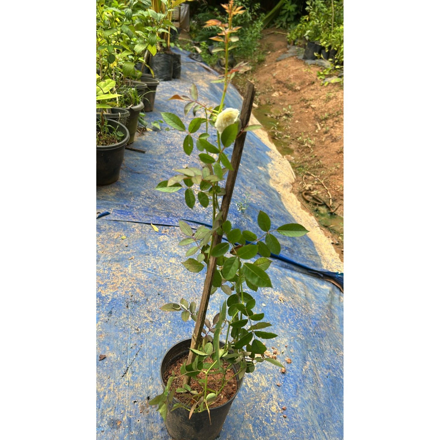 Red, White &amp; Pink Creeper/ Climbing Rose Combo Live Plant