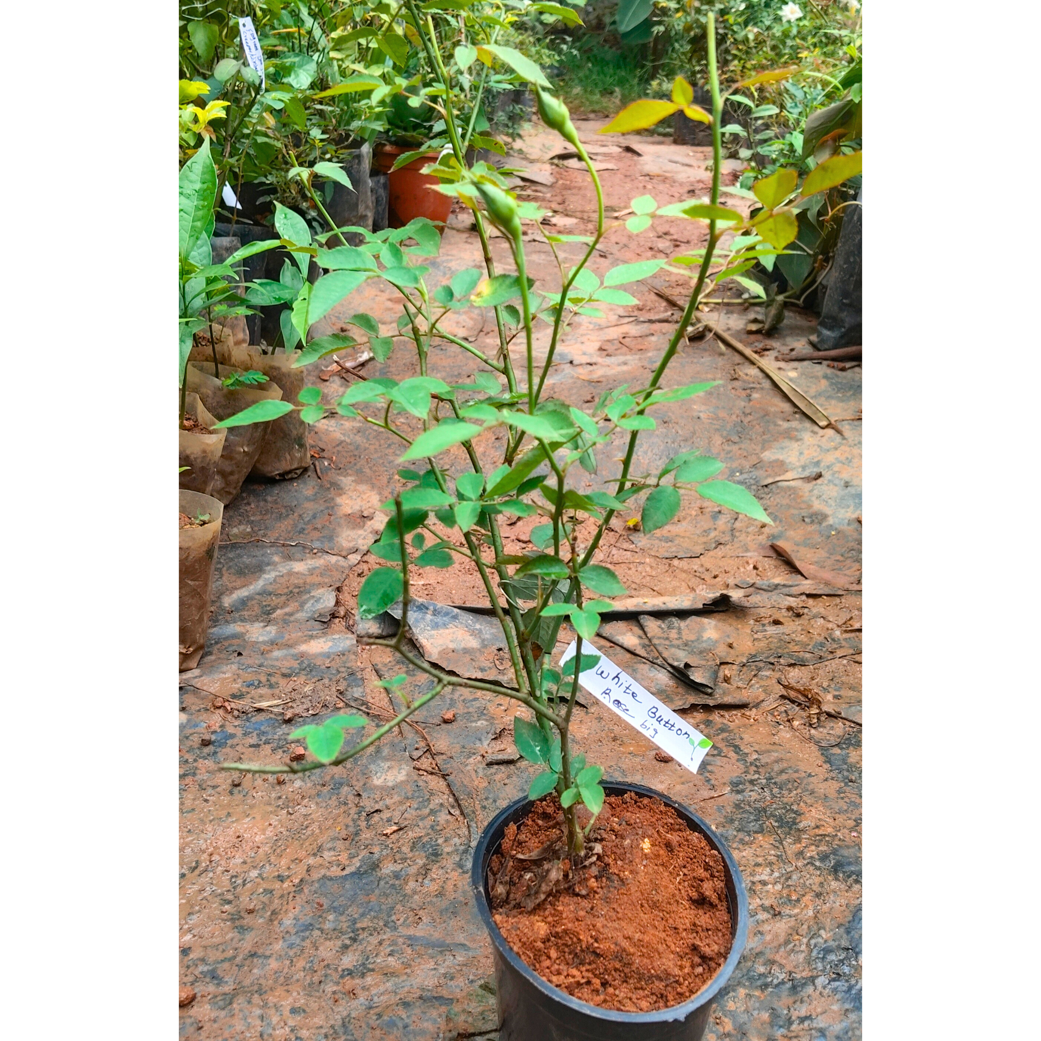 White Button Rose Live Plant