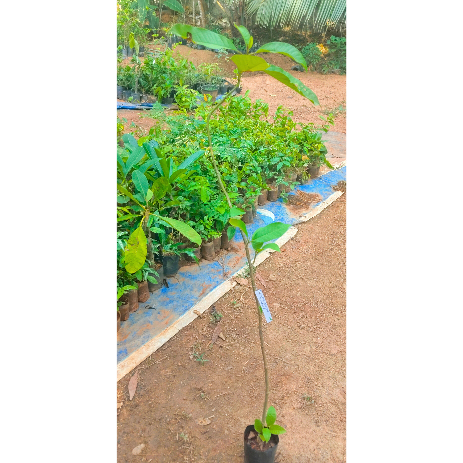 White Champa Grafted Flowering Live Plant