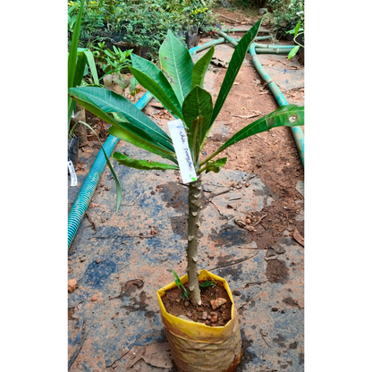 White Frangipani (Plumeria alba) Flowering Live Plant