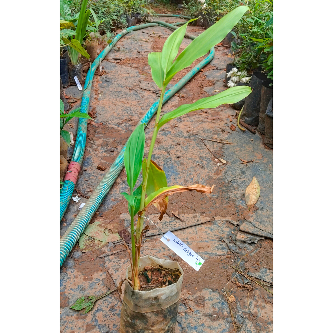 White Ginger Lily (Hedychium coronarium) Flowering Live Plant