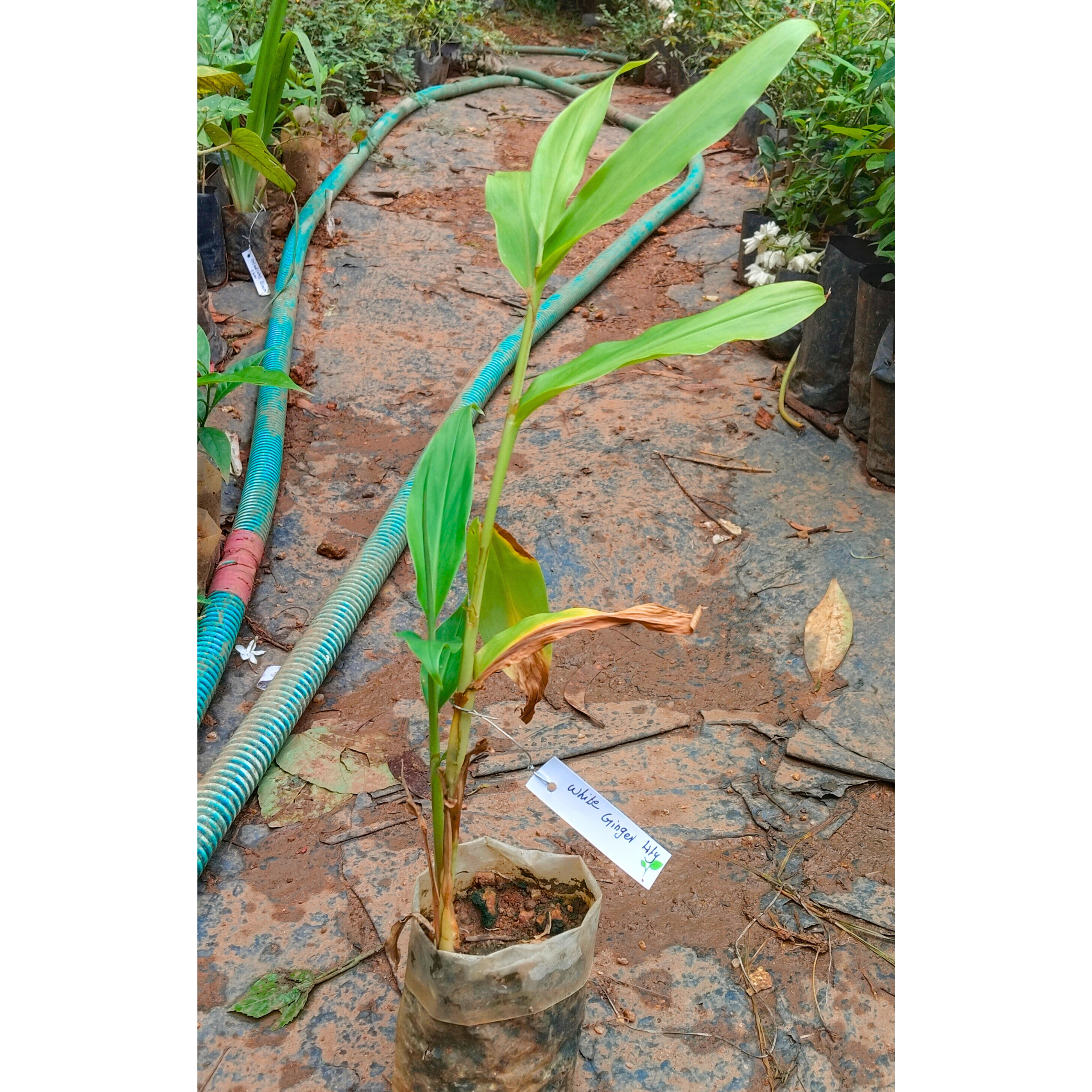 White Ginger Lily (Hedychium coronarium) Flowering Live Plant