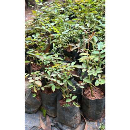 Red, White &amp; Pink Creeper/ Climbing Rose Combo Live Plant