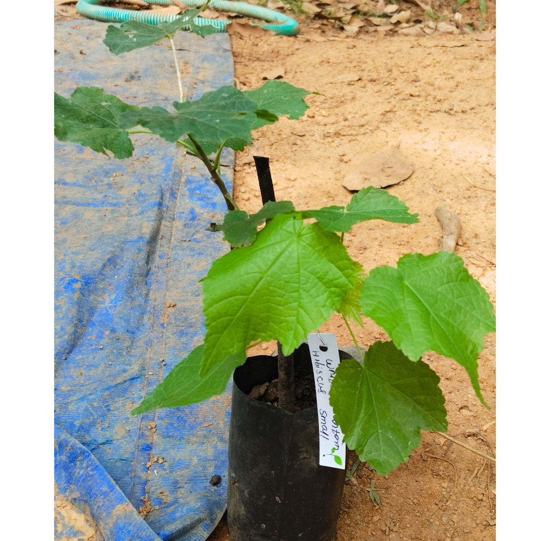 White Lantern Hibiscus Flowering Live Plant