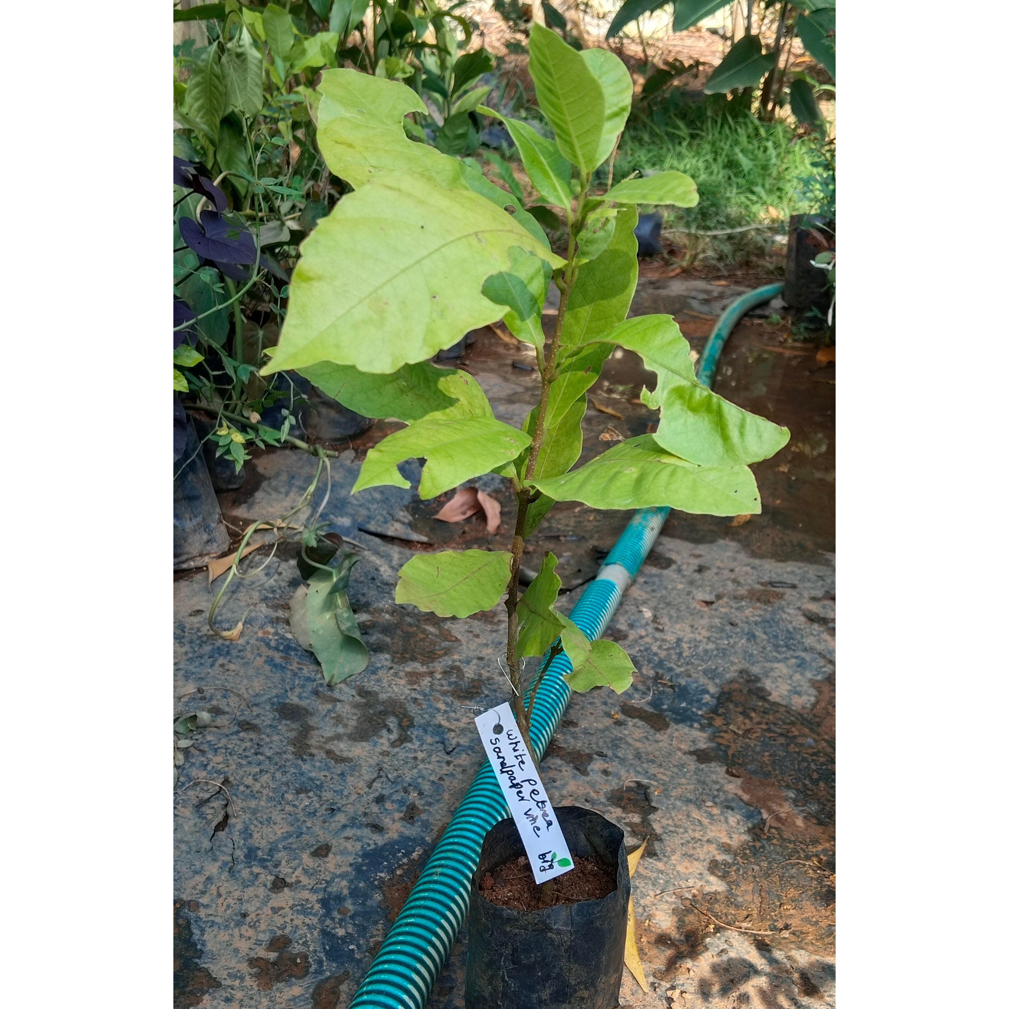 White Petrea Sandpaper Vine Live Plant