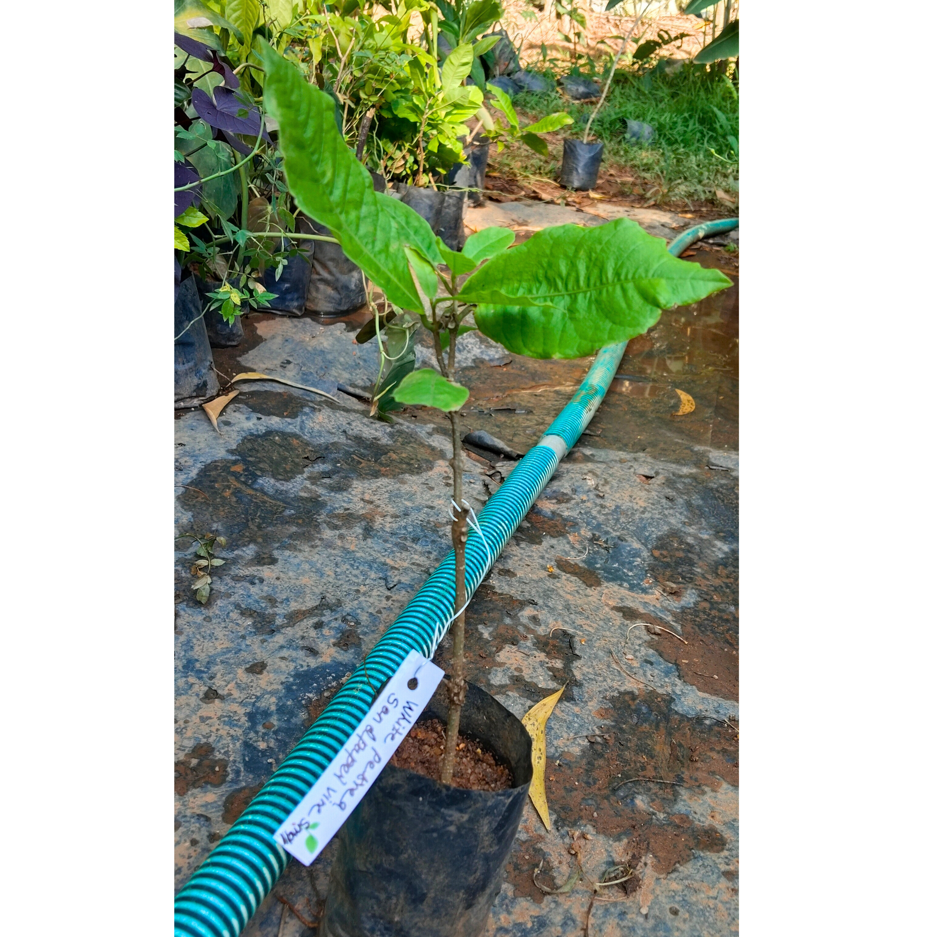 White Petrea Sandpaper Vine Live Plant