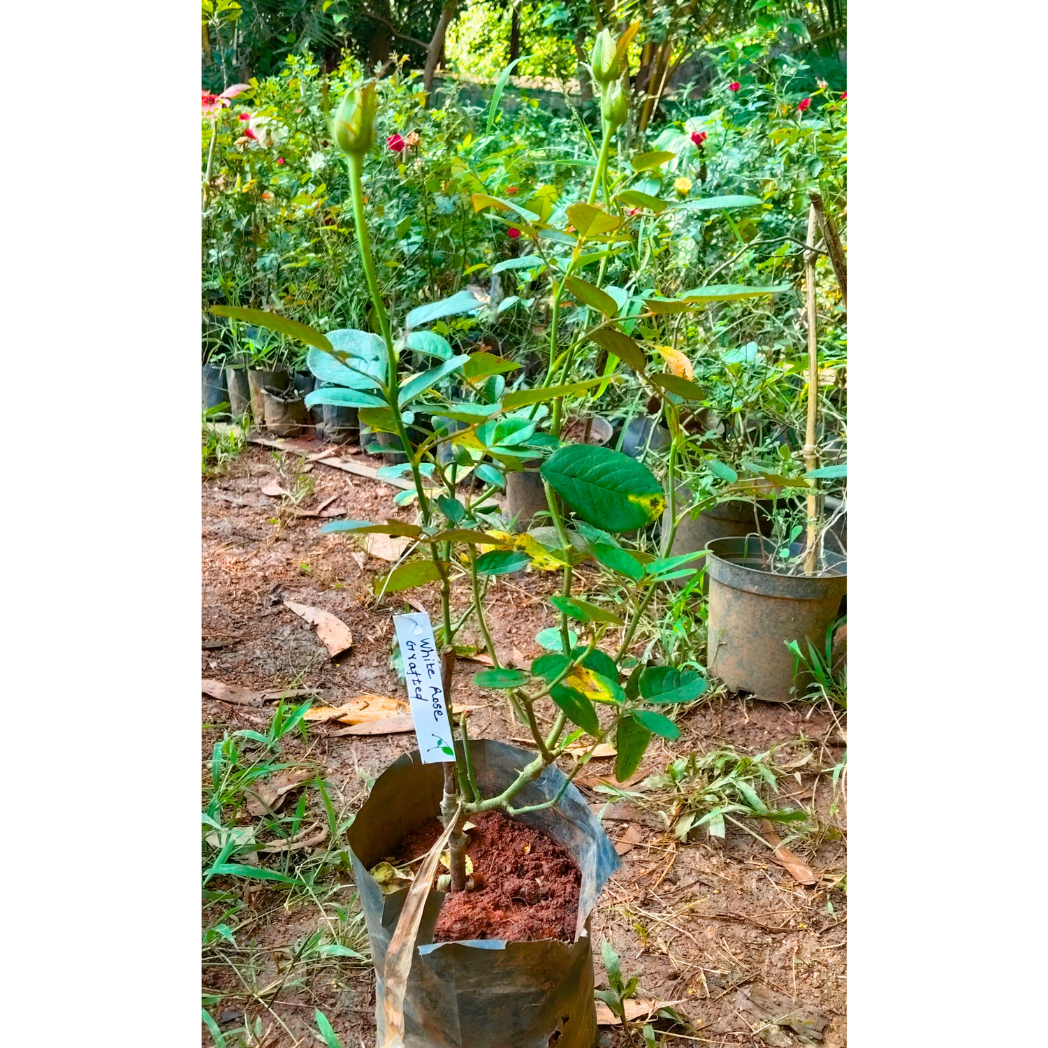 White Rose Grafted Live Plant