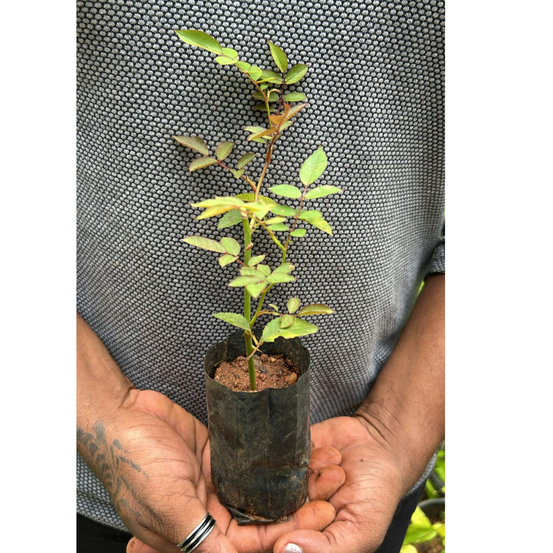 White Creeper/ Climbing Rose Live Plant