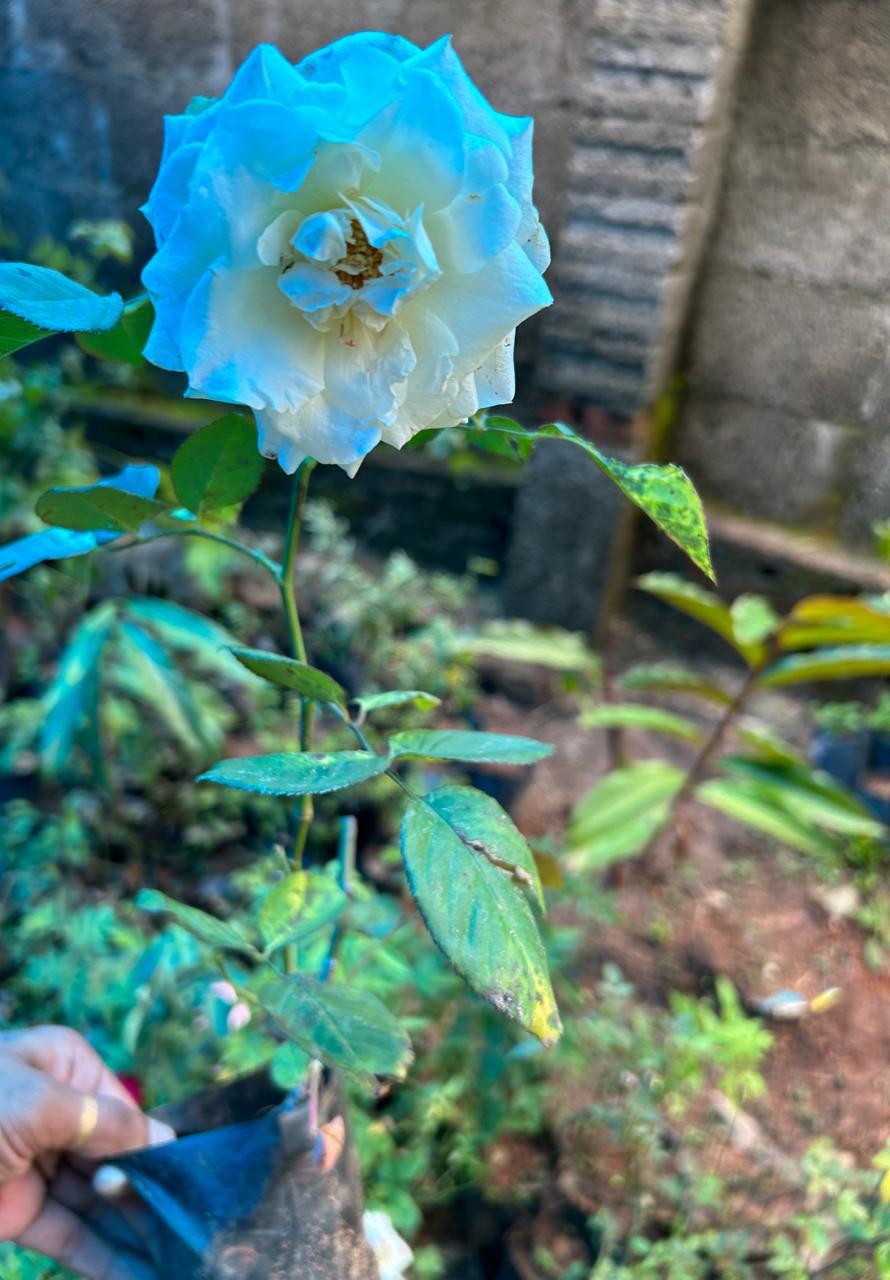 White Rose Grafted Live Plant