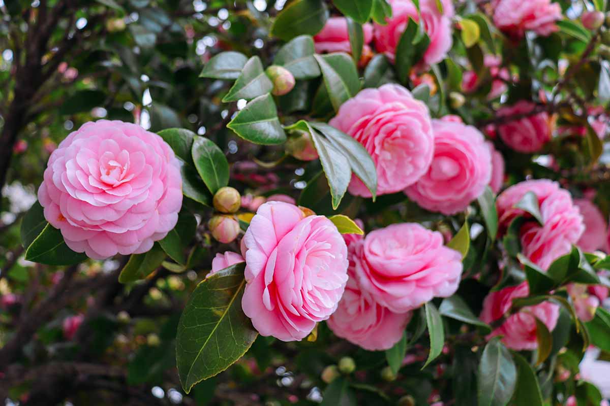 Camellia Pink (Tree Rose) Rare All Time Flowering Live Plant