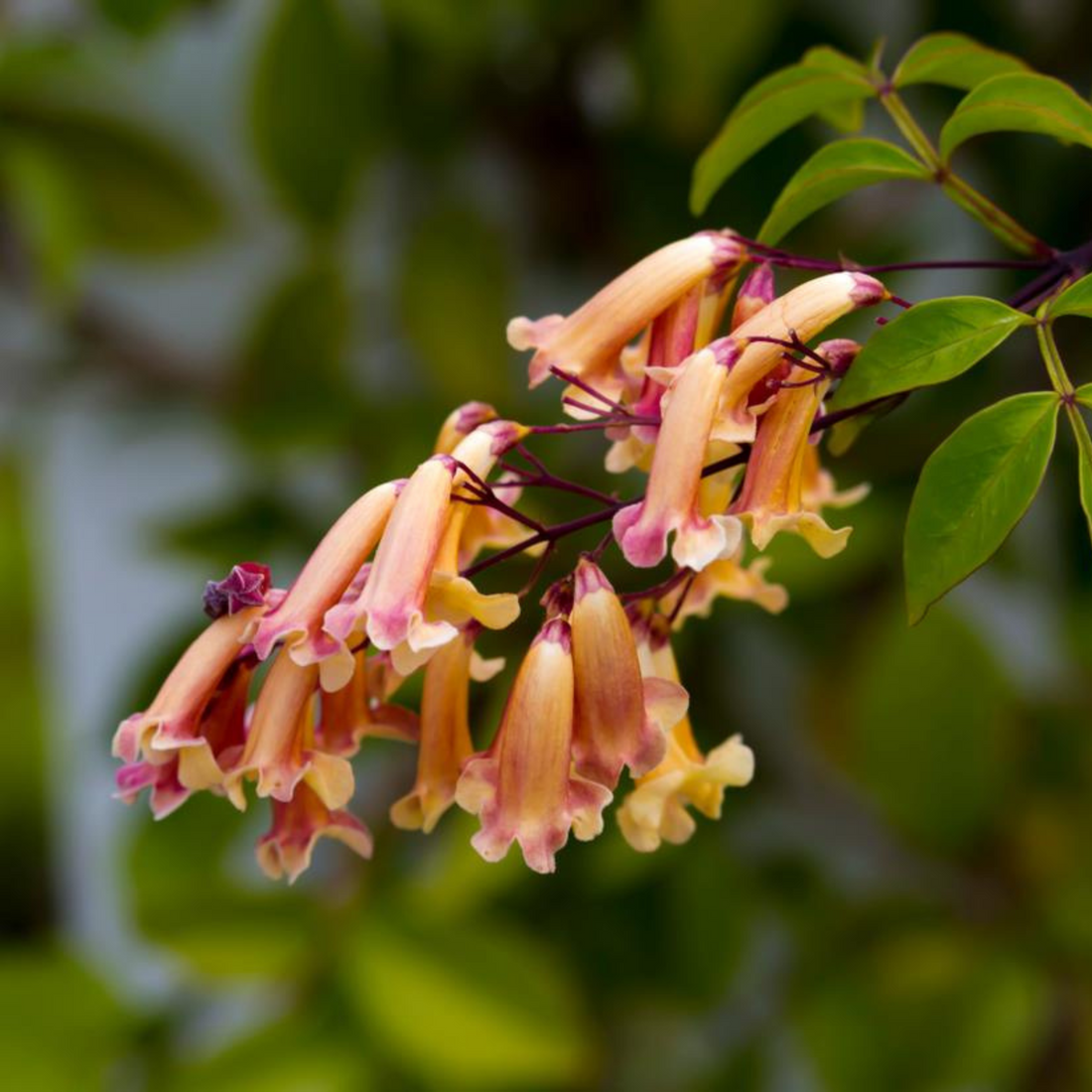 Wonga Wonga Vine / Ruby Belle (Pandorea pandorana) Rare Flowering Creeper Live Plant