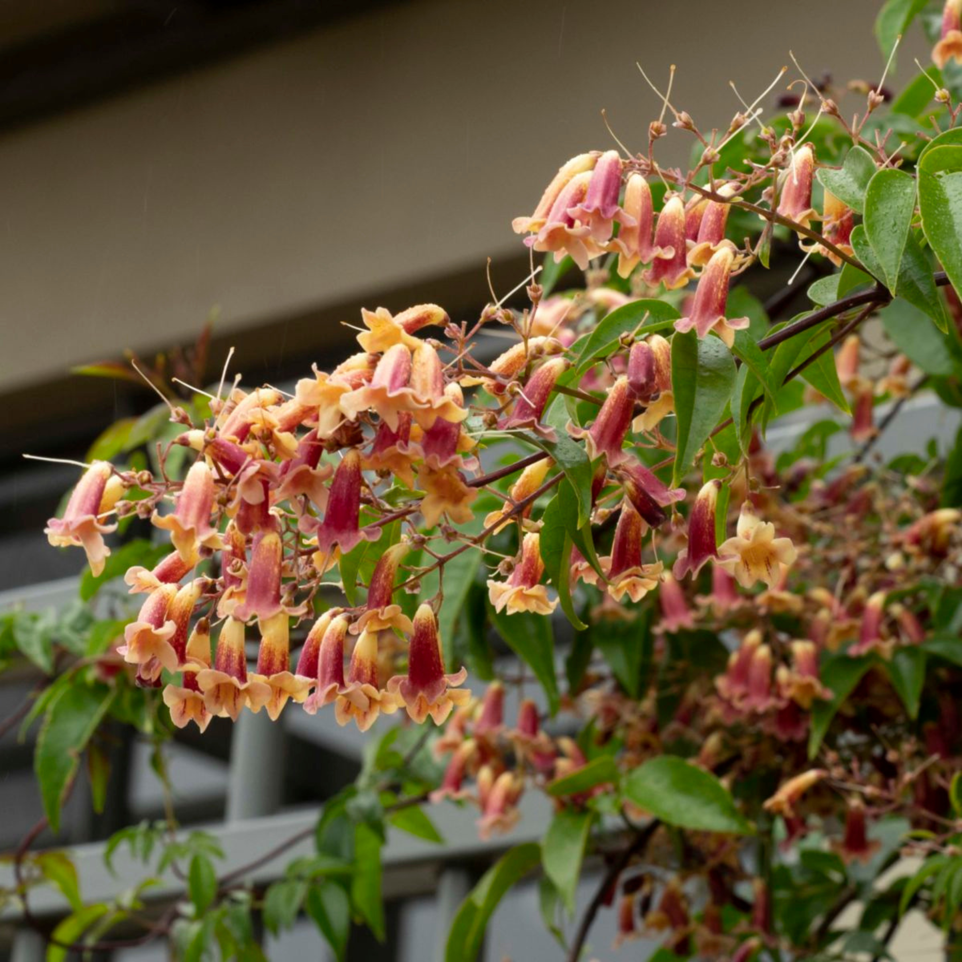 Wonga Wonga Vine / Ruby Belle (Pandorea pandorana) Rare Flowering Creeper Live Plant