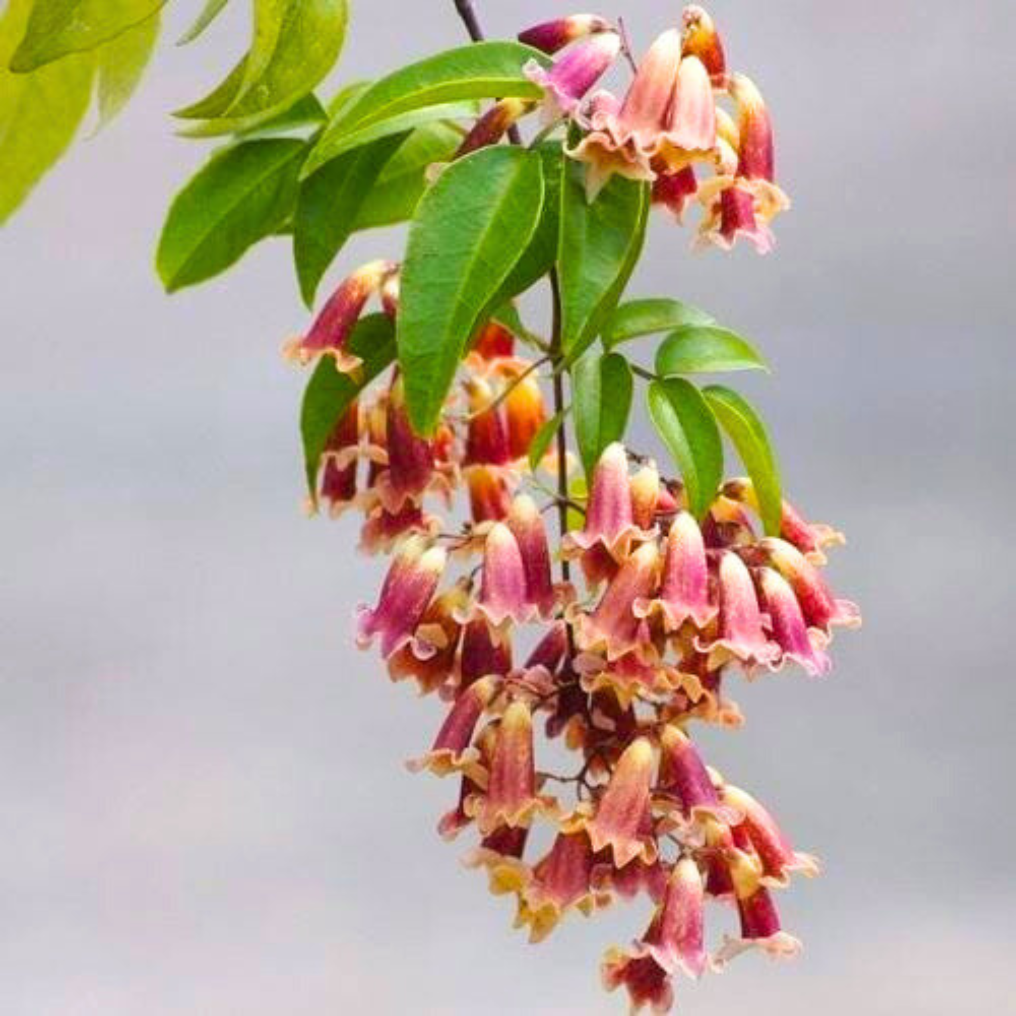 Wonga Wonga Vine / Ruby Belle (Pandorea pandorana) Rare Flowering Creeper Live Plant