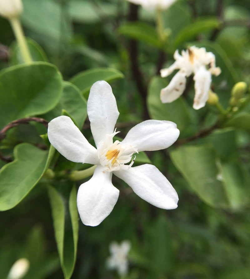 Ceylon Jasmine Fragrant (Wrightia Antidysenterica) Flowering Live Plant