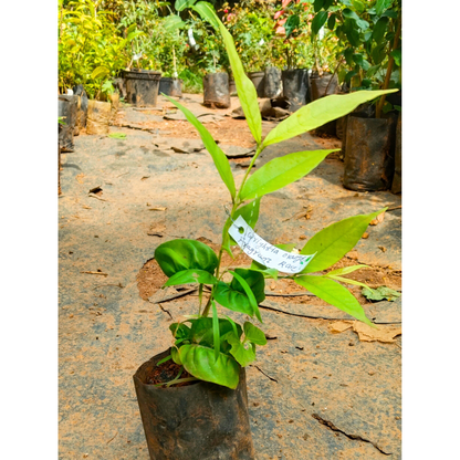 Wrightia Orange Fragrant Rare Flowering Live Plant