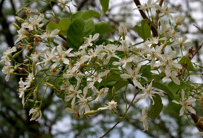 Wrightia Tinctoria Fragrant Flowering Live Plant