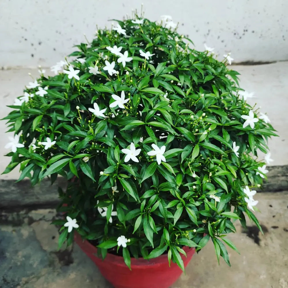 Dwarf Pinwheel (Mini Nandyarvattam) Fragrant All Time Flowering Live Plant