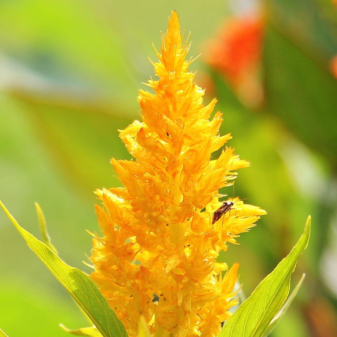 Celosia Yellow (Feather Cockscomb) Flowering Live Plant
