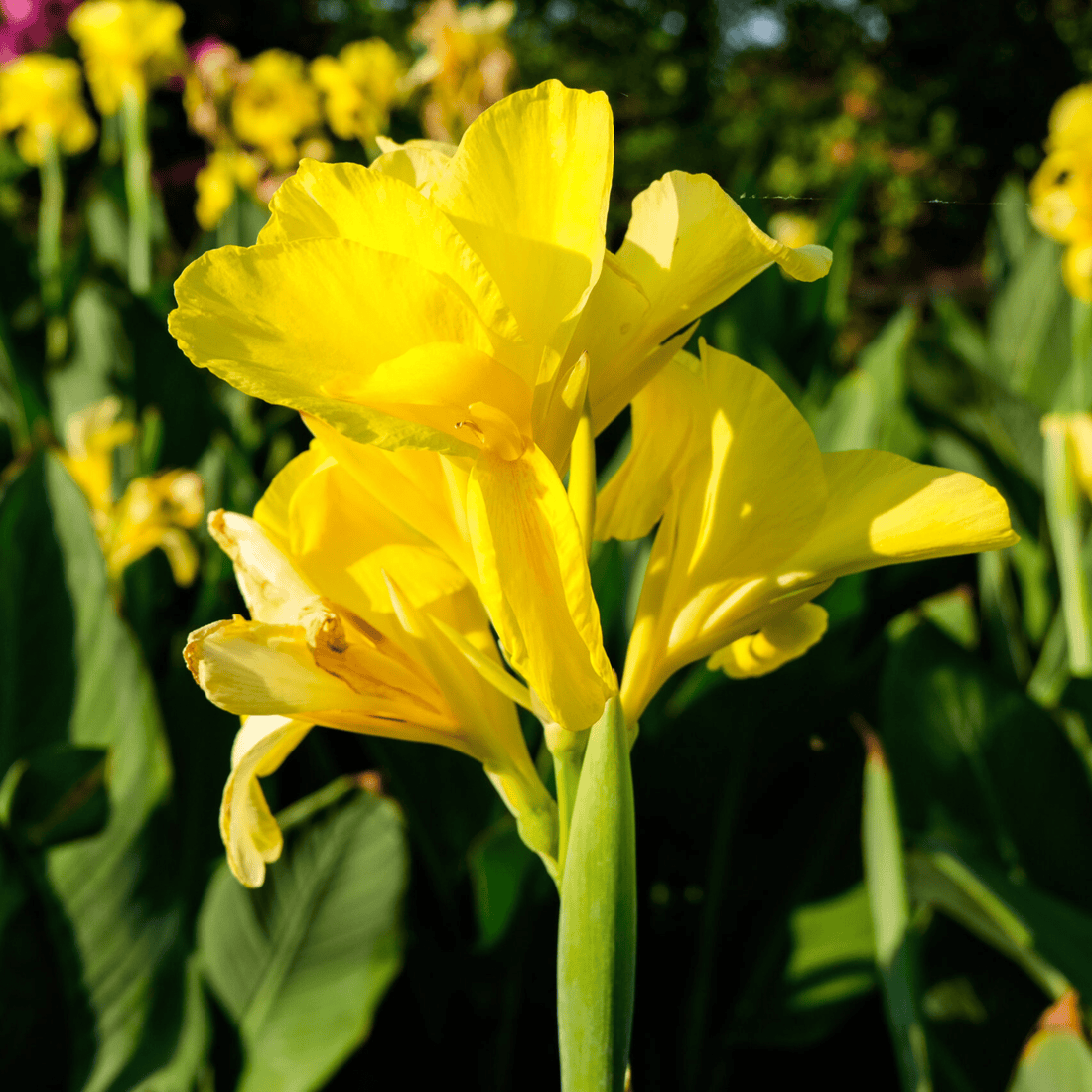 Yellow Canna Lily / Indian Shot (Canna indica) Flowering Live Plant