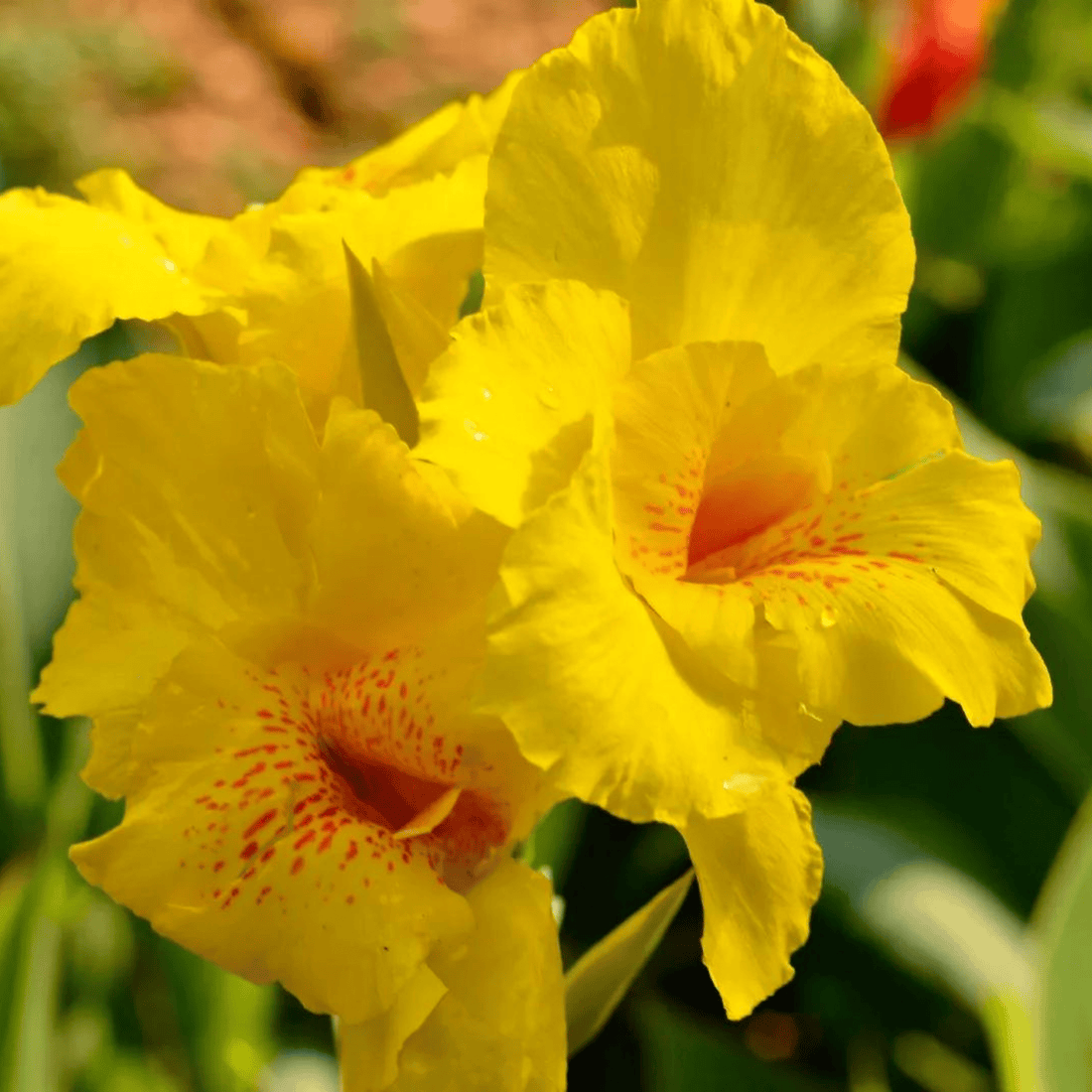 Yellow Canna Lily / Indian Shot (Canna indica) Flowering Live Plant
