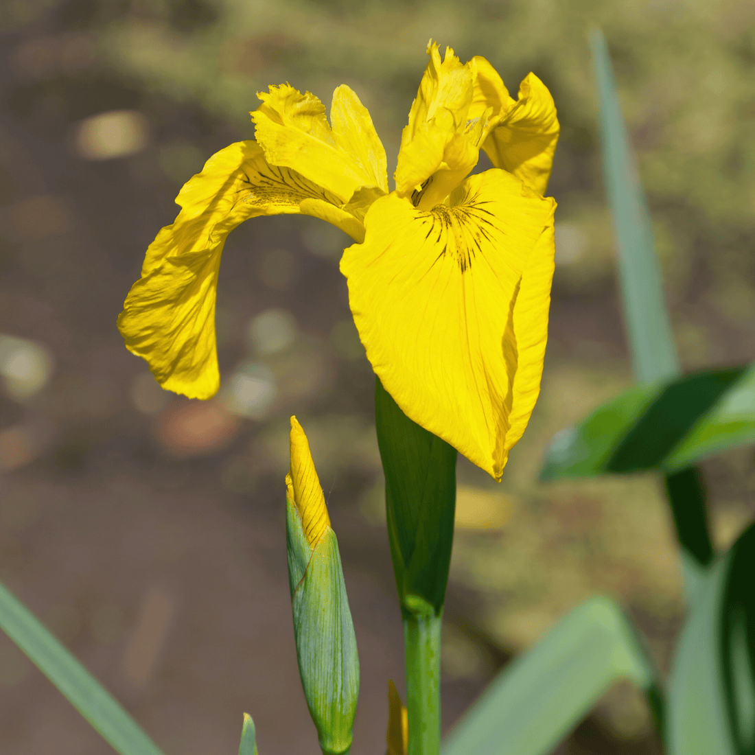Yellow Iris (Iris pseudacorus) Rare Flowering Live Plant