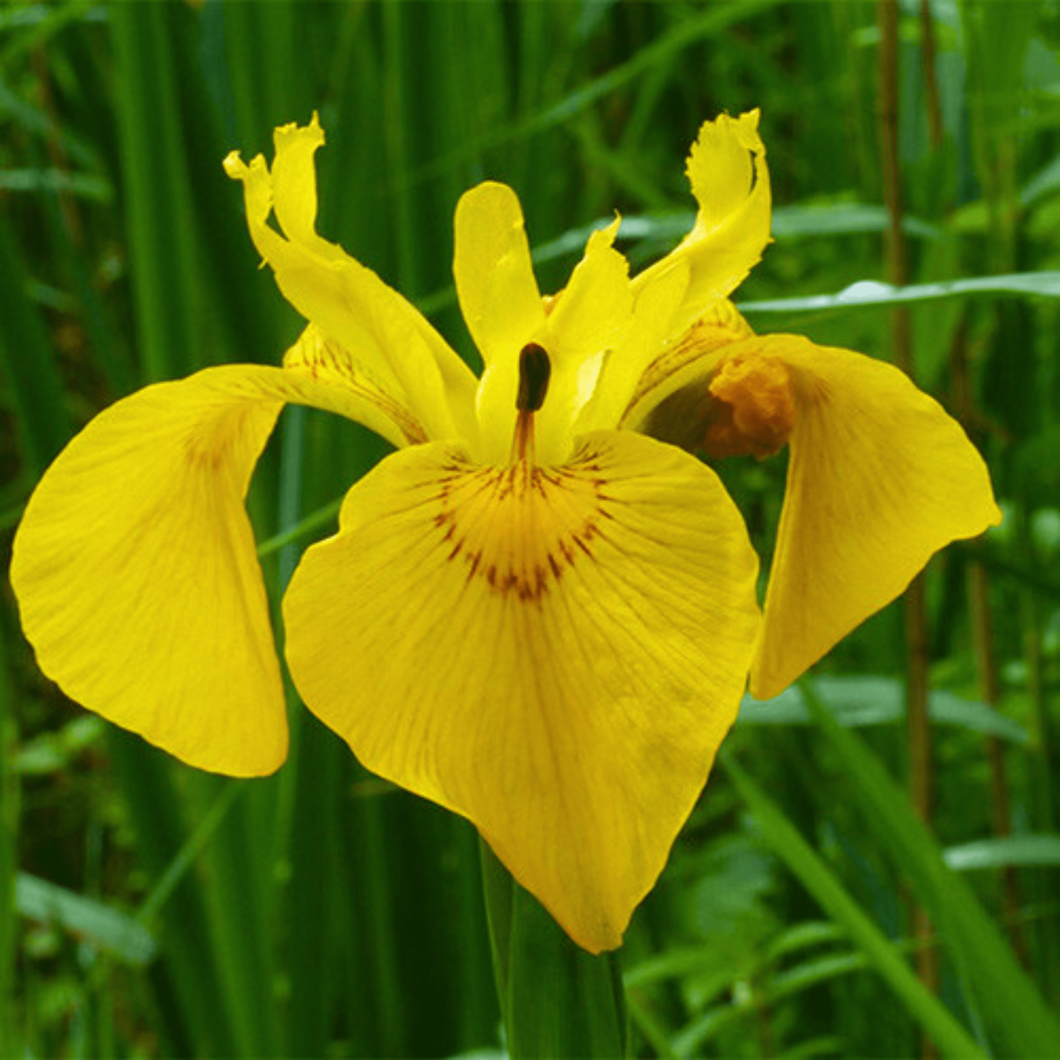 Yellow Iris (Iris pseudacorus) Rare Flowering Live Plant