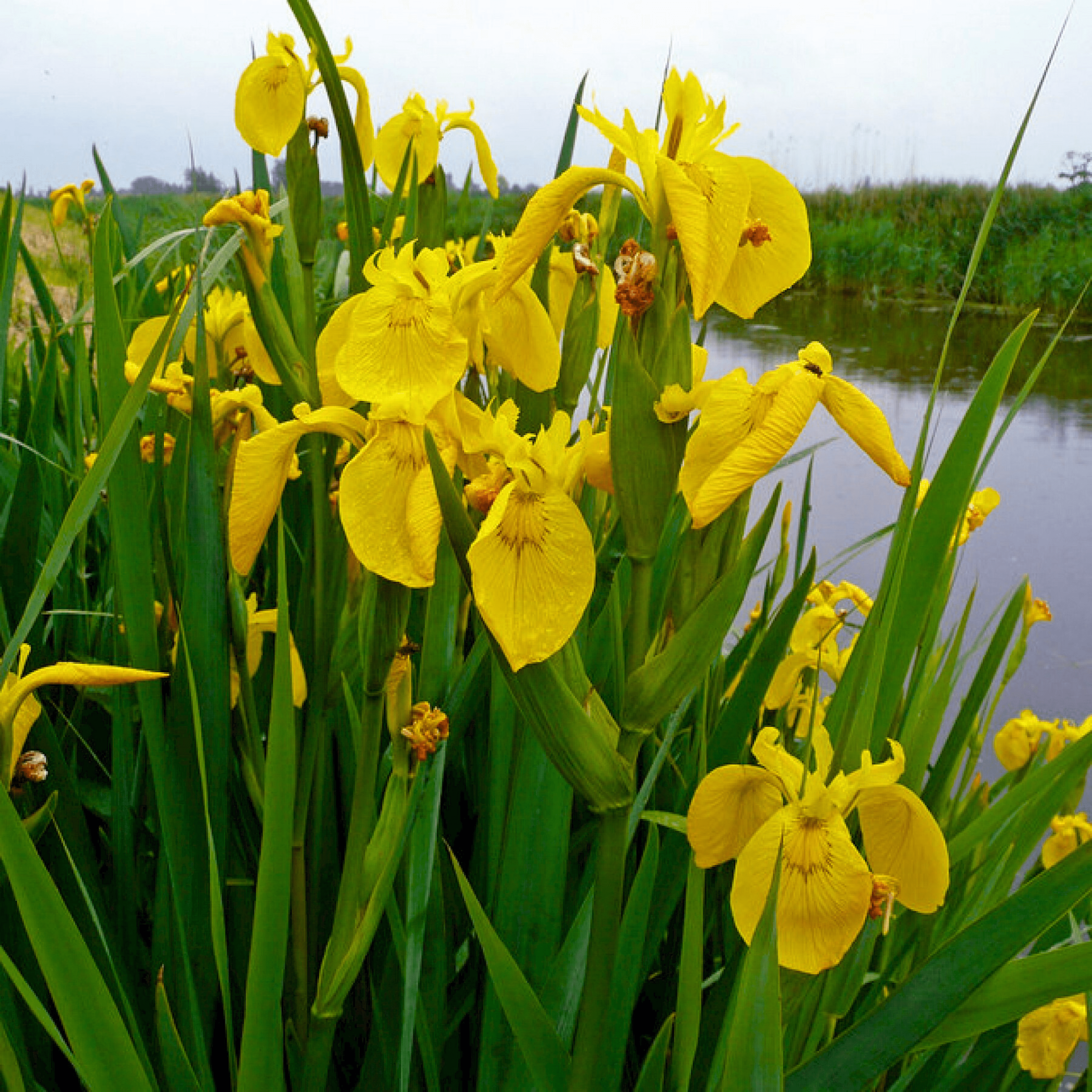 Yellow Iris (Iris pseudacorus) Rare Flowering Live Plant
